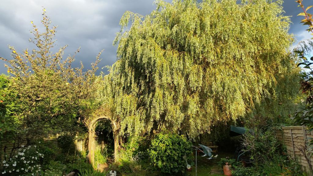 Bed and Breakfast Rowlands Castle No 41 Rowland's Castle Esterno foto